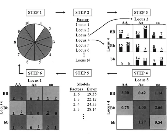 Figure  1.7 - Sommaire des étapes implémentées dans l'approche MOR.  L'approche MOR est  une  méthode  non  paramétrique  qui  consiste  à  réduire  le  nombre de facteurs  (combinaisons de génotype) de  n (où  n  =  2 ou  plus)  à 