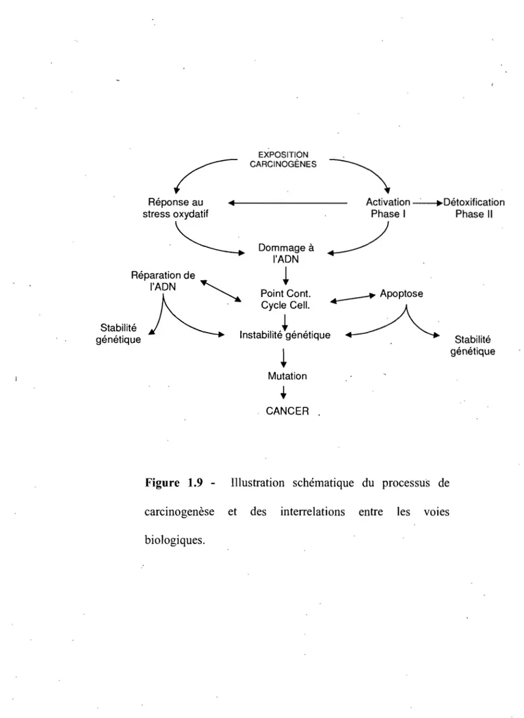 Figure  1.9  - Illustration  schématique  du  processus  de  carcinogenèse  et  des  interrelations  entre  les  VOles  biologiques