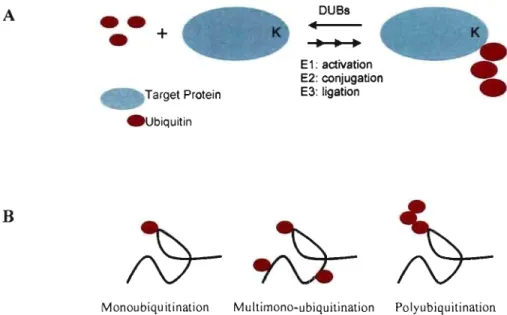 Figure  2:  Target  labeling  by  ubiquitin(s).  (A)  The  pro cess of ubiquitination  is  guided  by  the  sequential  actions  of E 1,  E2,  and  E3  enzymes