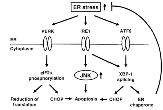 Figure  8 :  Le  stress du réticulum endoplasmique dans  les  îlots pancréatiques. Source:  {65}