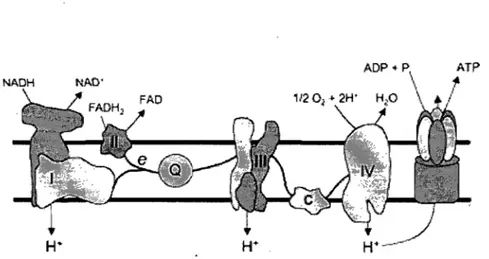 Figure  1 :  La  phosphorylation  oxydative.  L'énergie  dégagée  par  les  réactions  d'oxydo- d'oxydo-réduction  s'opérant  au  niveau  des  divers  complexes  de  la  chaîne  respiratoire  est  utilisée  pour  pomper  des  protons  (H+)  vers  l'espace 