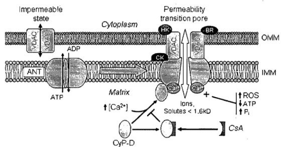 Figure  5 : Schéma du  mécanisme du  PTP  et sa régulation  par la ·cyclophiline-D.  Lors 