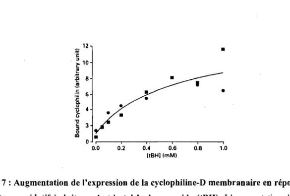 Figure 7 : Augmentation  de l'expression de la  cyclophiline-D membranaire en  réponse 