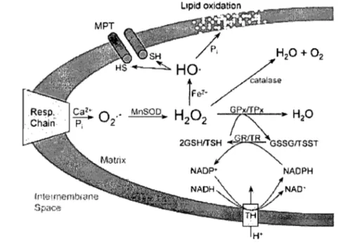 Figure 8 : Accumulation d'espèces réactionnelles de l'oxygène et induction du PTP. La  production  d'02 e - et  R20 2 provoque  l'oxydation  des  groupements  -SR  du  PTP,  ce  qUI 