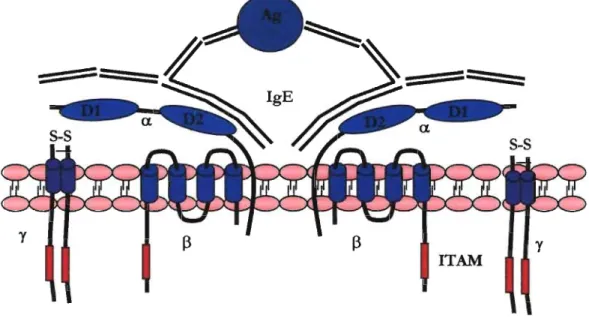Figure 1.  Schéma du  récepteur FcgRl  sous  sa  forme  tétramérique  a~Y2.  Ag:  antigène; D : domaine  des  Ig;  IgE:  immunoglobuline  de  type  E;  IT AM:  motif  activateur  basé  sur  les  immunorécepteurs  à 