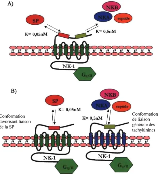 Figure S.  Hypothèses  sur  les  sites  de  liaison  des  tachykinines  sur  le  récepteur  NK-l