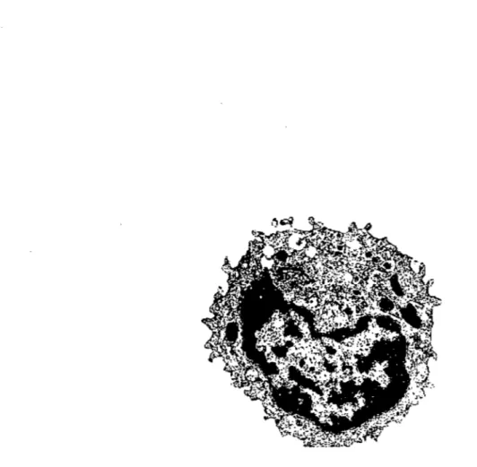 Figure 1 : Cellule NK.  Figure emprunté de l'Institut national de recherche  pédagogique, MET x 8 800, France (www.inrp.fr) 