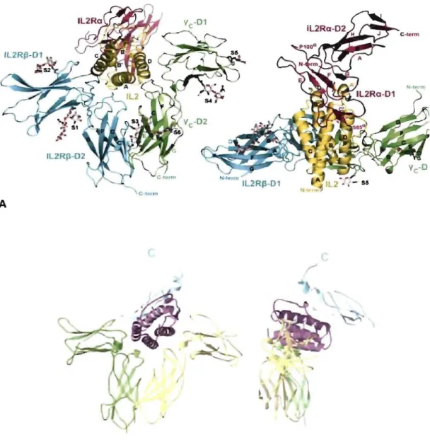 Figure 3: Récepteurs de l'IL-2 et de l'IL-IS. A  Cristallographie du  récepteur de l'IL-2