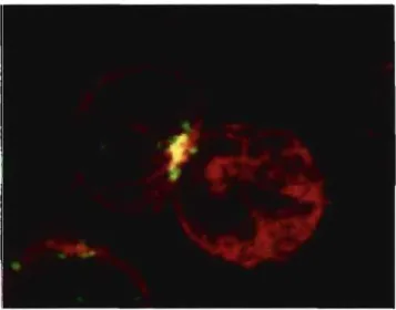 Figure  6 : Polarisation  des  granules suite  à  l'adhésion  des  cellules.  On  observe  les  filaments d'actine en  rouge, l'appareil de Golgi de la  cellule effectrice en jaune, et la  polarisation des granules colorées en vert