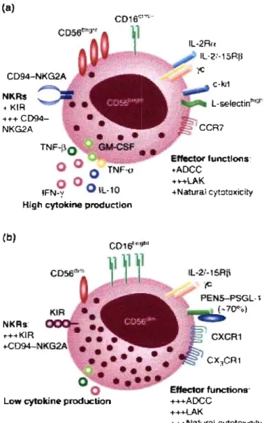 Figure  8:  Sous-populations  des  cellules  NK,  A  Schéma  représentant  la  sous- sous-population  de cellules  NK  CD56bright_  B Schéma  représentant  la  sous-sous-population  de 