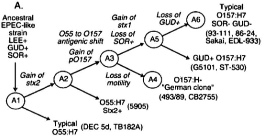 Figure  1 : Schéma de l'évolution des EHEC  (Wick, 2005) 