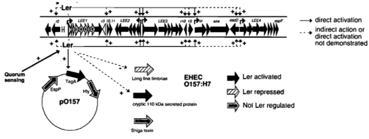 Figure 4:  Organisation du LEE et régulation de celui-ci par des gènes du  LEE et d'autres gènes (adapté de Elliott, 2000) 