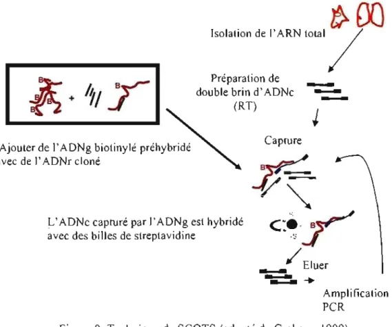 Figure 9:  Technique de SCOTS (adapté de Graham,  1999) 