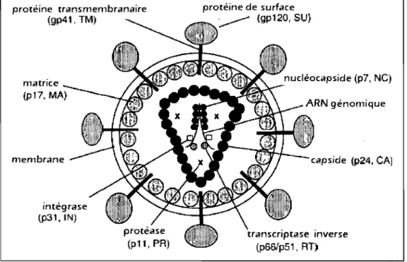FIGURE 1.1:  Structure de la particule virale du VIH- VIH-1.  Les  protéines  virales  de  surface  et  celles  à  l'intérieur  du  Vlflon  sont  indiquées