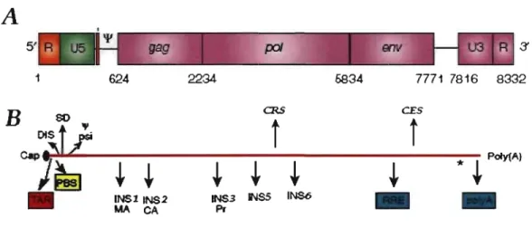 FIGURE  1.3:  Organisation  de  l'ARN  génomique  du  VIH-1.  L'ARN génomique  comprend  un  cap  en  5'  et  une  queue  poly(A)  en  3' 