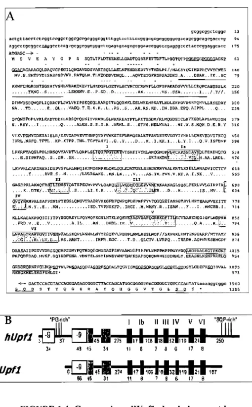 FIGURE  1.4:  Comparaison d'Upfl  chez  la  levure  et  les 