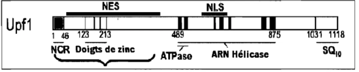 FIGURE 1.5:  Représentation schématique de la structure de la  protéine  cellulaire  Upfl