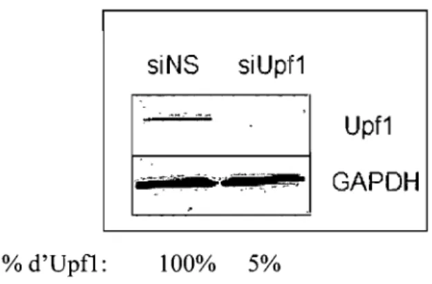 FIGURE  3.1:  Diminution  du  niveau  intracellulaire  d'Upfl  par  la  technique  d'interférence  à  l'ARN  (siRNA)