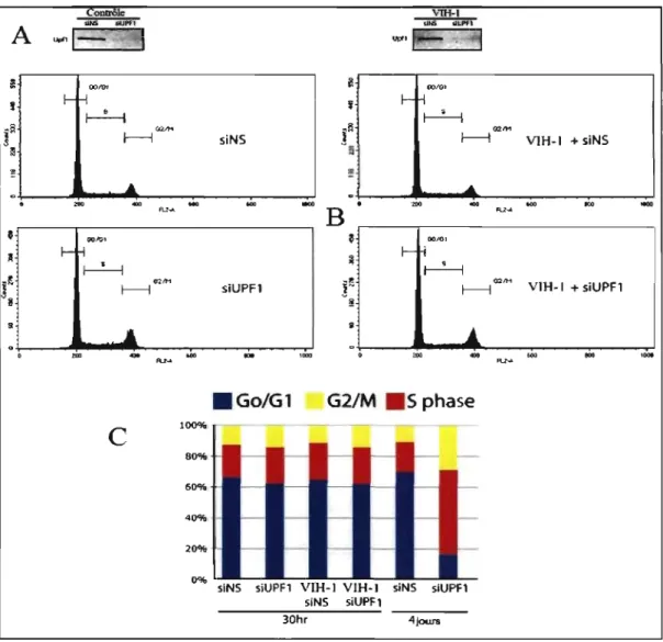 FIGURE  3.2:  Analyse  du  cycle  cellulaire,  trente  heures  et  quatre  jours  après  traitement des  cellules  avec  siUpfl