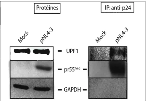FIGURE  3.3:  Upfl  forme  un  complexe  protéique  avec  pr5S Gag •  La  protéine  structurale pr55 Gag  a été immunoprécipitée dans  les  cellules HeLa en  présence et  en  absence  de  pNL4.3  avec  l'anticorps  monoclonal  anti-p24