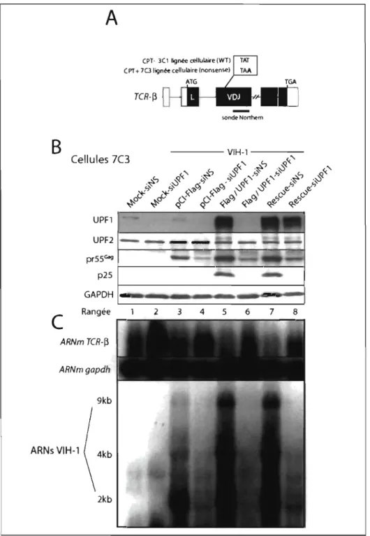 FIGURE  3.4:  L'expression  d'Upfl  est  essentielle  pour  le  mécanisme  NMD  et 
