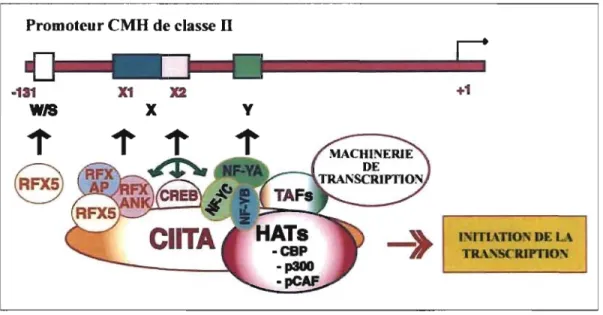 Figure 1.3 : Activation de l'expression des 2ènes des molécules de classes II  par CIITA 