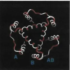 Figure 1.9 : Structure do domaine de trimérisation 