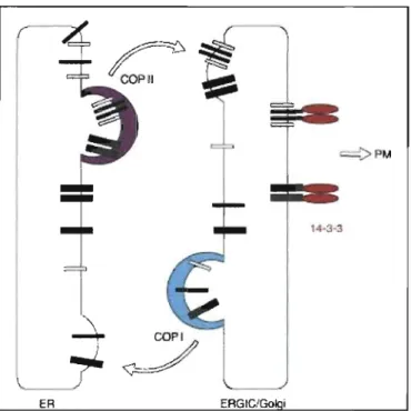 Figure 1.12:  Modèle de réEulation de la sortie des protéines par 14-3-3 