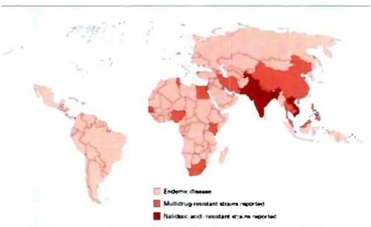 Figure  1:  Distribution  mondiale  de  la  fièvre  typhoïde.  Zones  blanches  sont  pratiquement  exemptes  de  cas  de  fièvres  typhoïde