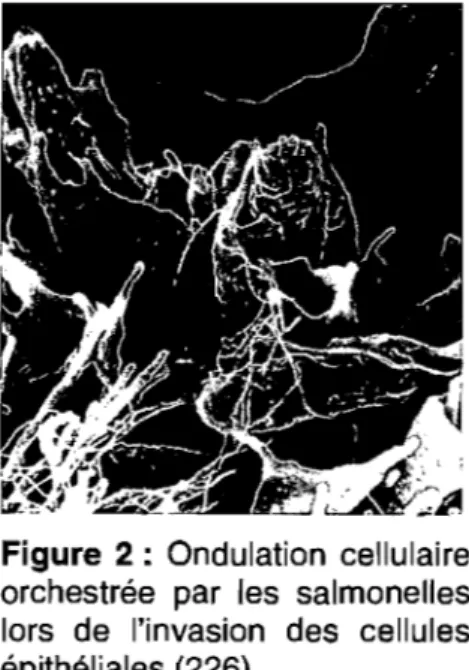 Figure  2 :  Ondulation  cellulaire  orchestrée  par  les  salmonelles  lors  de  l'invasion  des  cellules  épithéliales (226)