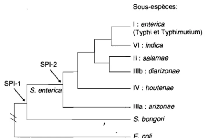 Figure  6:  Phylogénie  des  salmonelles  illustrant  le  moment  de  l'acquisition  de  SPI-1  et de SPI-2