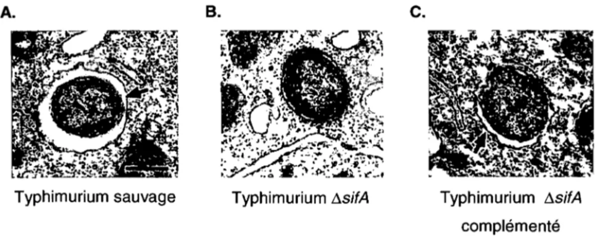 Figure 12 :  Implication  de  sitA  de  Typhimurium  dans  l'intégrité  membranaire  de  la  SCV  durant  une  infection  de  macrophages  murins