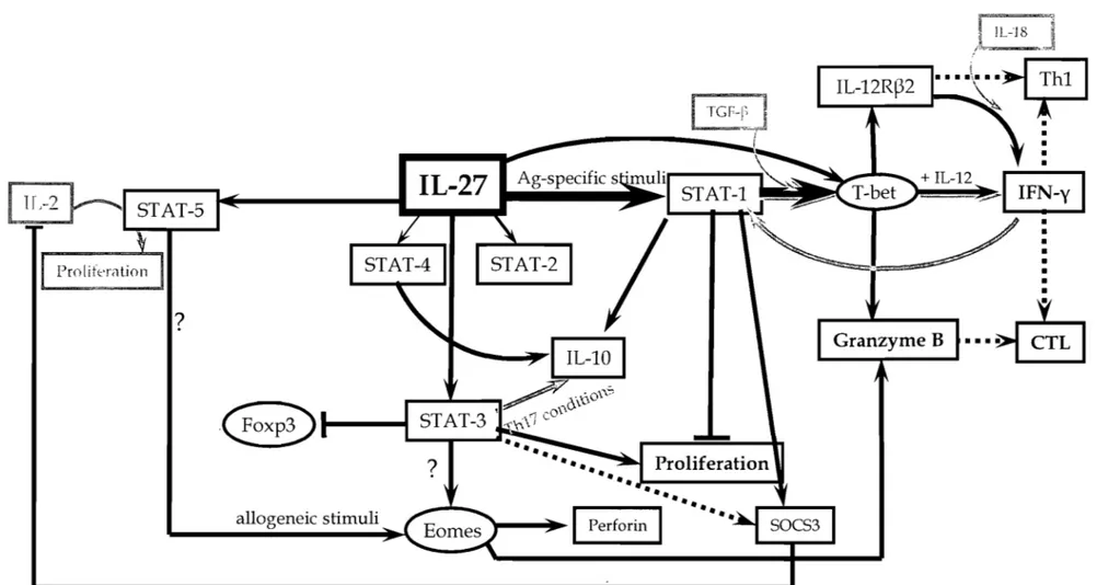 Figure 1:  Effects of IL-27 signalling 