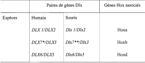 Tableau 1:  Nomenclature des  gènes DIx et gènes Hox associés 
