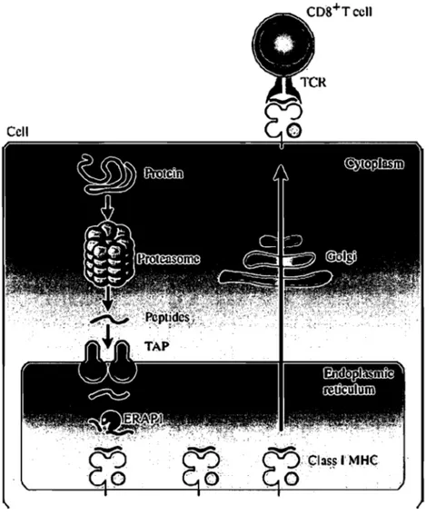 Figure 1. MUC l-antigen presentation pathway. Cytoplasmic proteins are degraded by the  proteasome and other proteases