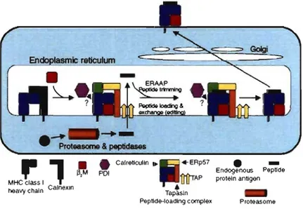 Figure 3.  The  MUe  1 processing  pathway.  MHC  I heavy  chains  initially  assemble  with  ~2-m  ,  followed  by  recruitment  into  the  PLC  in  the  ER