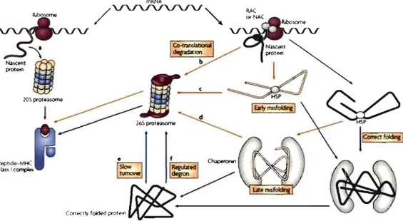 Figure  7.  An  alternative to  the  DRiPs  modeI.  Most  mRNAs  are  translated  by  ribosomes  associated  with  HSPs  such  as  RAC  and  NAC,  resulting  in  partial  compaction of the nascent  polypeptide  and  its  delivery  to  downstrearn  chaperon