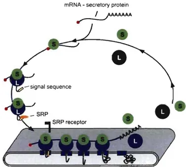 Figure  8.  The  SRP-ribosome  cycle.  Cytosolic  ribosomes  engaged  in  the  translation  of  mRNAs encoding secretory or membrane proteins, are  targeted  through the  SRP pathway  to  the  ER  membrane