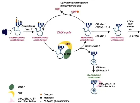 Figure 9.  The CNXlCRT cycle. After  transfer  of the  preformed  core  oligosaccharide  onto  nascent  proteins,  glucosidase  1  and  II  sequentially  remove  two  terminal  glucoses