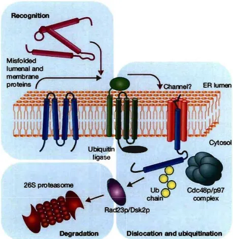 Figure  10.  Proteasomal degradation  of ERAD  targets. Aberrant  proteins  are  recognized  within  the  ER  lumen  by  the  quality-control  machinery  and  escorted  to  a  putative  channel  that  facilitates  their  export  to  the  cytoplasm