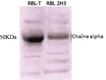 Fig .  3.  Détection par immunoblot de la chaine alpha humaine avec un anticorps polycIonal de lapin