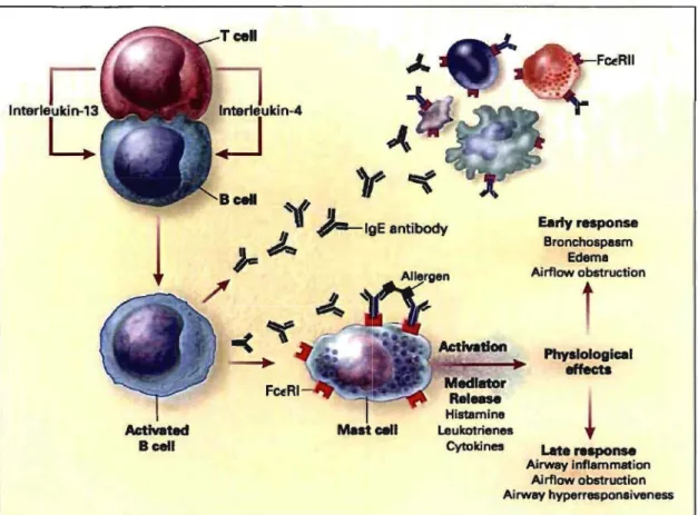 Figure  1.1.  Mécanisme immunologique menant  à  l'asthme allergique;  les effets 