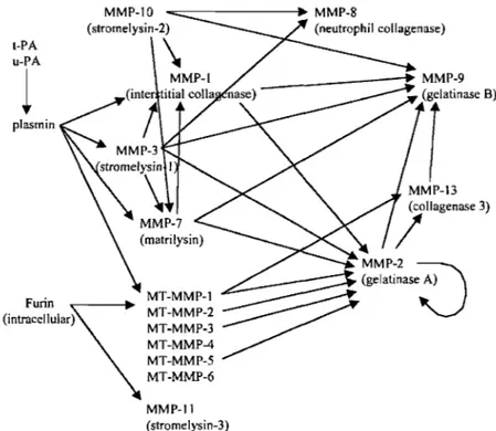 Figure  lA. Exemples des voies d'auto et de trans-activation de certains membres  de  la famille des MMPs; notons que  la  MMP-2 et  la  MMP-9 représentent des points  centraux et peuvent être activées par au moins six MMP différentes