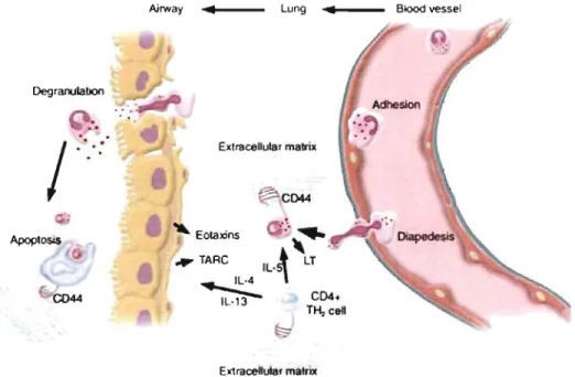 Figure  1.7 : Illustration schématique de certains mécanismes immunologiques  impliquant le récepteur CD44 dans le développement de  l'inflammation allergique des 