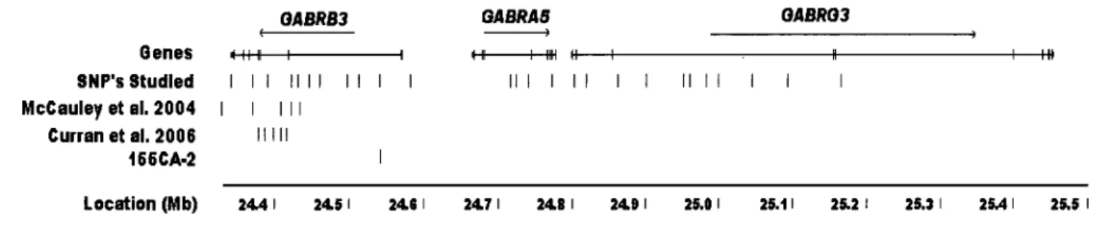 Figure  1:  Map  of the  GABA A  receptor  subunit  cluster  at  l5q 12.  The  genes  are  displayed 