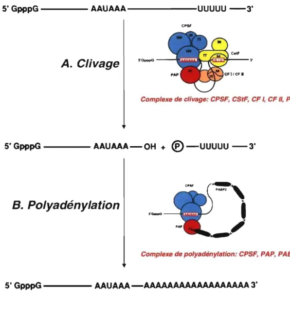 FIGURE  5:  La  réaction  de  la  polyadénylation.  La  polyadénylation  des  ARN  pré- pré-messagers  s ' effectue  en  deux  étapes  successives