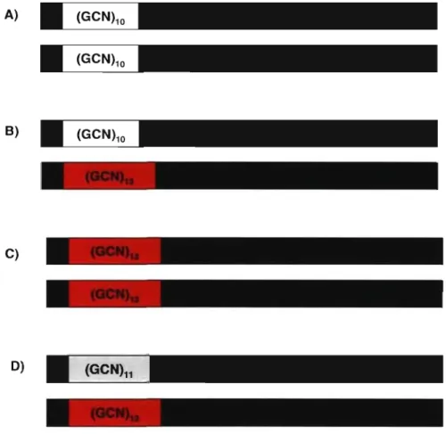 FIGURE  9:  La  DM OP  est  causée  par  des  mutations  (GCN)12_17  dans  le  gène 