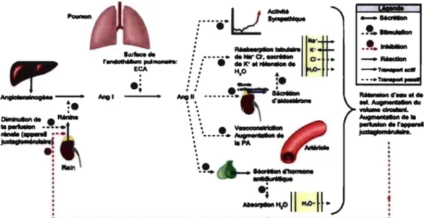 Figure 1.  Système rénine-angiotensine-aldostérone (RAA). 