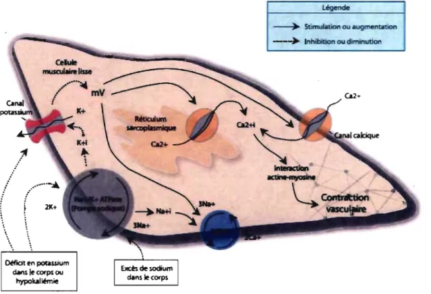 Figure 2.  Cascade moléculaire impliquée dans la  contraction des muscles lisses des  artères par un excès de sodium et un déficit en potassium