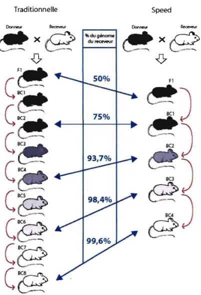 Figure  4.  Représentation  schématique  de  la  construction  d'une  souche  congénique 